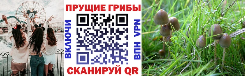 Псилоцибиновые грибы Cubensis  Купить  Краснотурьинск 